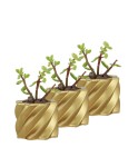Mini Çiçek Saksı Küçük Sukulent Altın Kaktüs Saksısı 3lü Set Kalın Çizgili Yıldız Model
